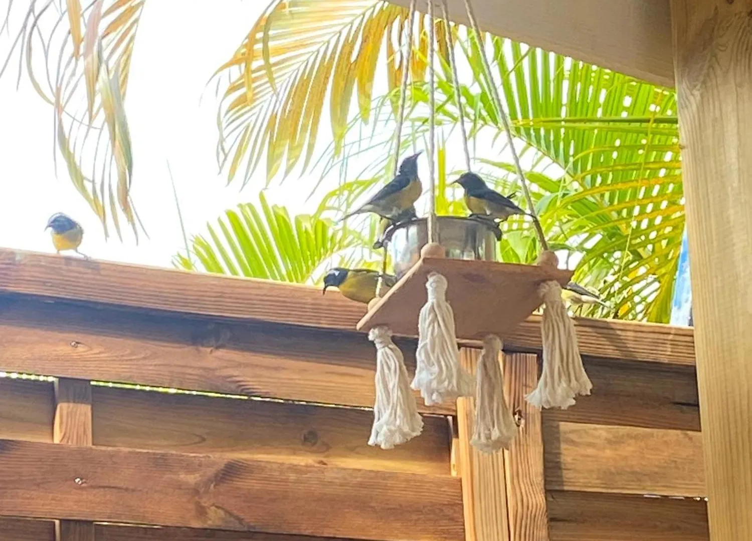 Villa Banana Au Helleux Sainte Anne Proche Spot De Surf Guadeloupe